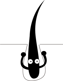 成長期 (Anagen)