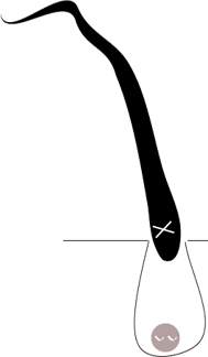 休止期 (Telogen)